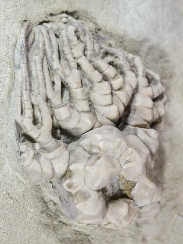 Cyathocrinites Crinoid Fossil - Indiana #52937